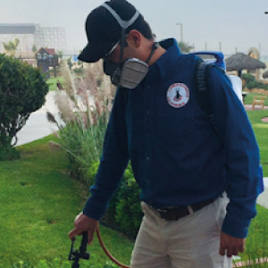 Fumigación Old Mice Pest Control en Playas de Rosarito Serviciodefumigacion.com.mx Old Mice Pest Control