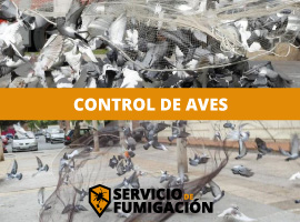Servicio de Fumigación Residencial al Mejor Precio Fumigación de Aves