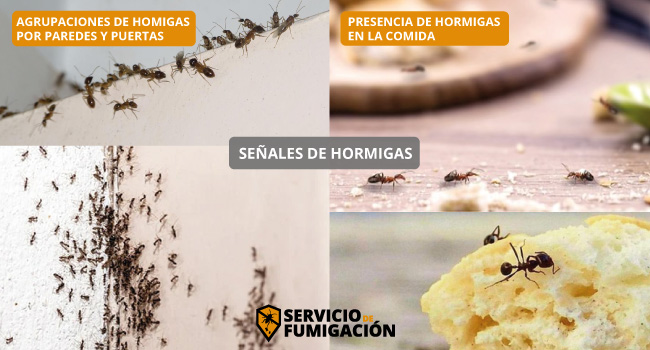 Señales de Hormigas en Casa y Negocio en serviciodefumigacion.com.mx