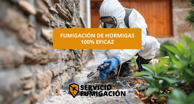 Servicio de Fumigación de Hormigas Residencial en serviciodefumigacion.com.mx